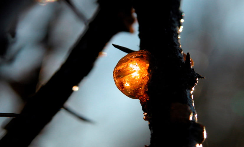 Pure Acacia Gum