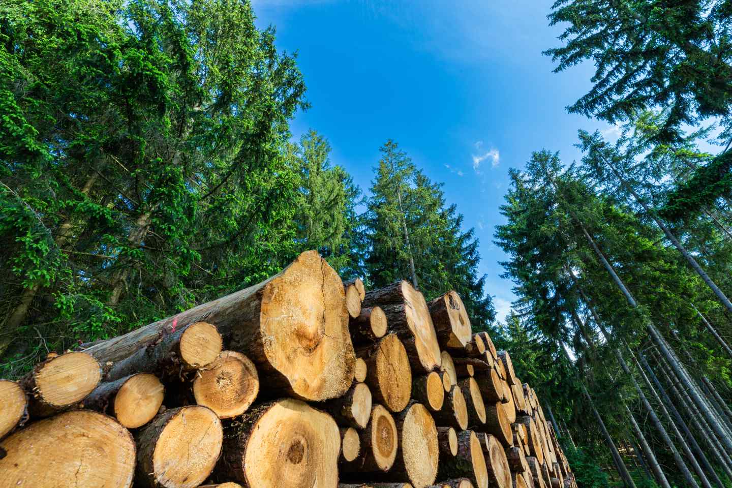 Premium Wood Pulp