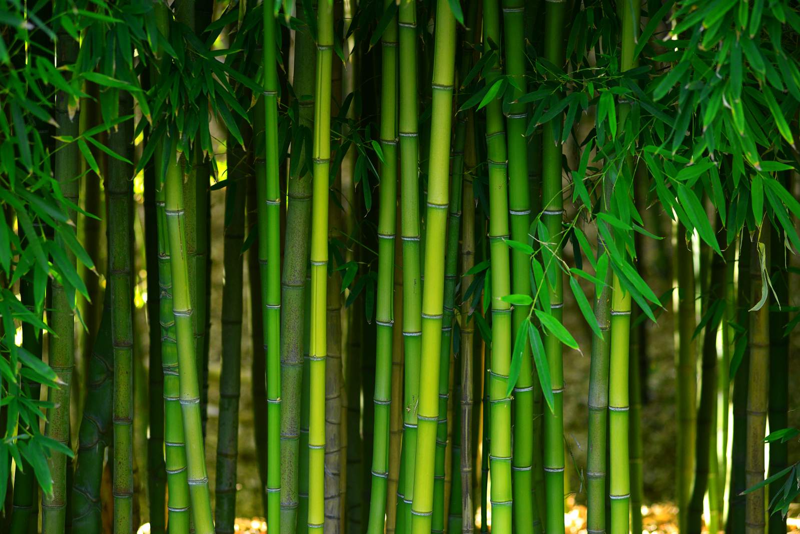 Premium Bamboo