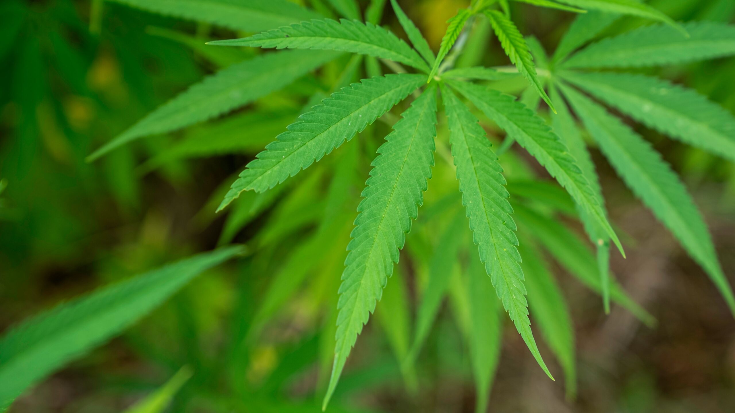 Premium Hemp