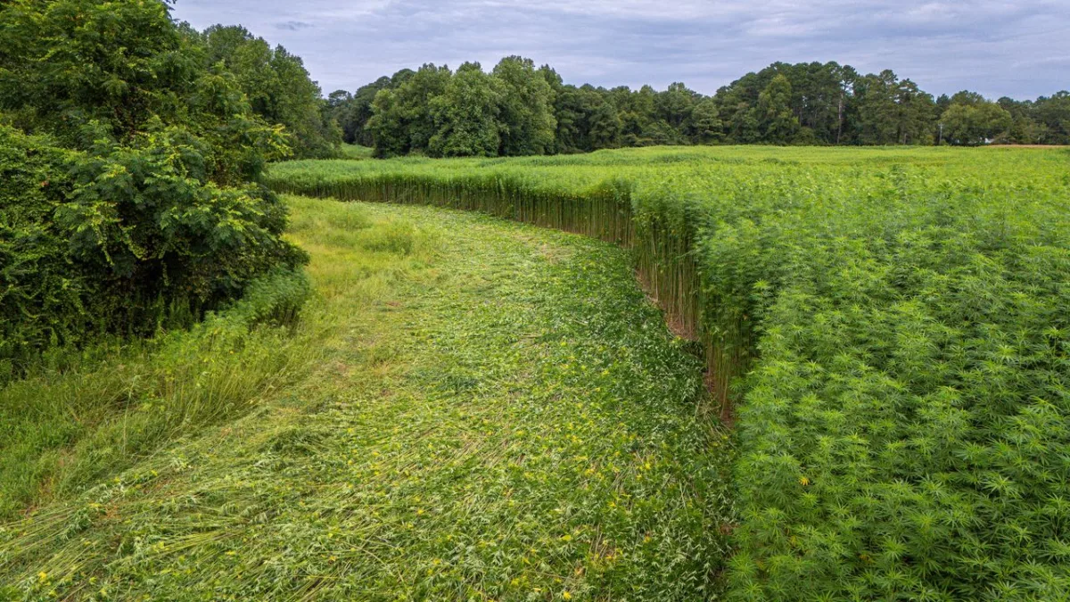 Hemp field harvesting aerial view