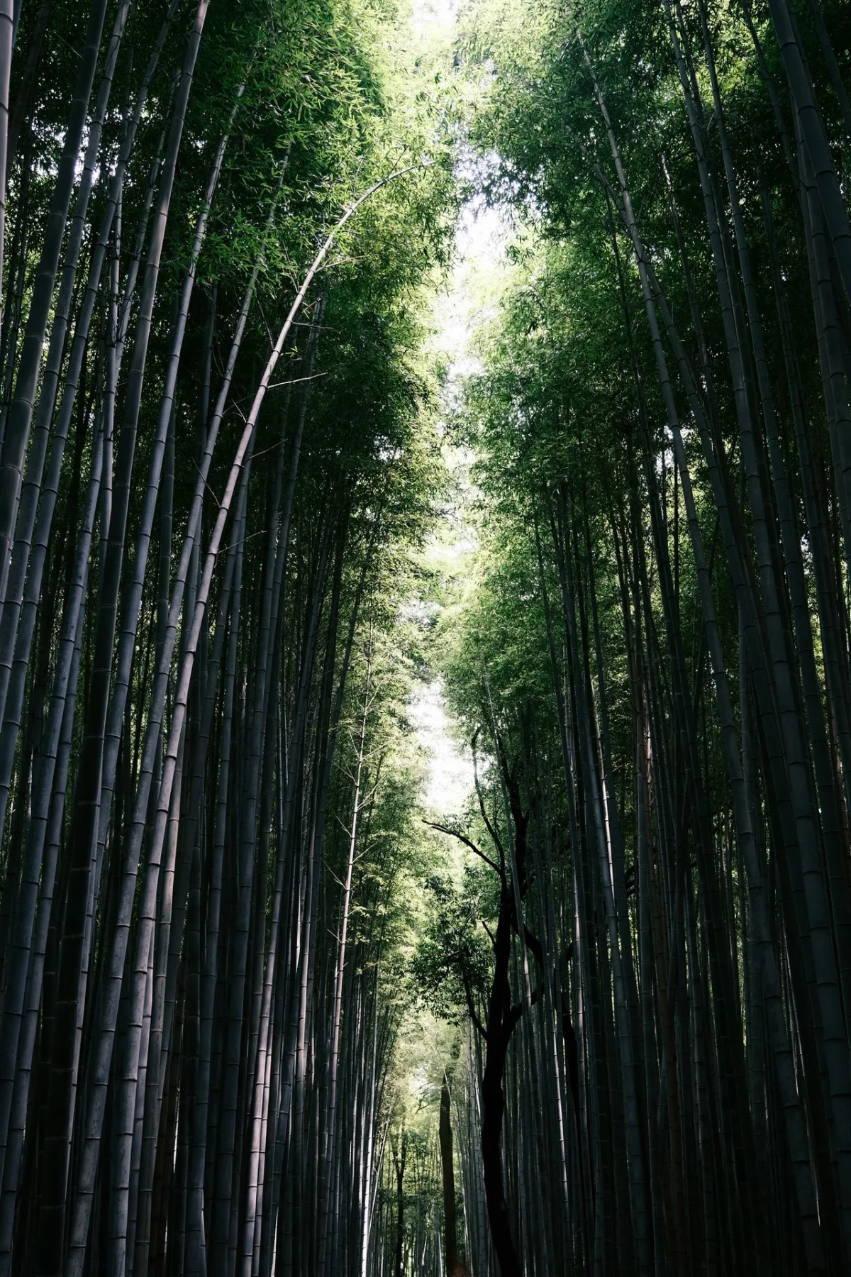 Dense bamboo forest representing bamboo plant fiber sourcing