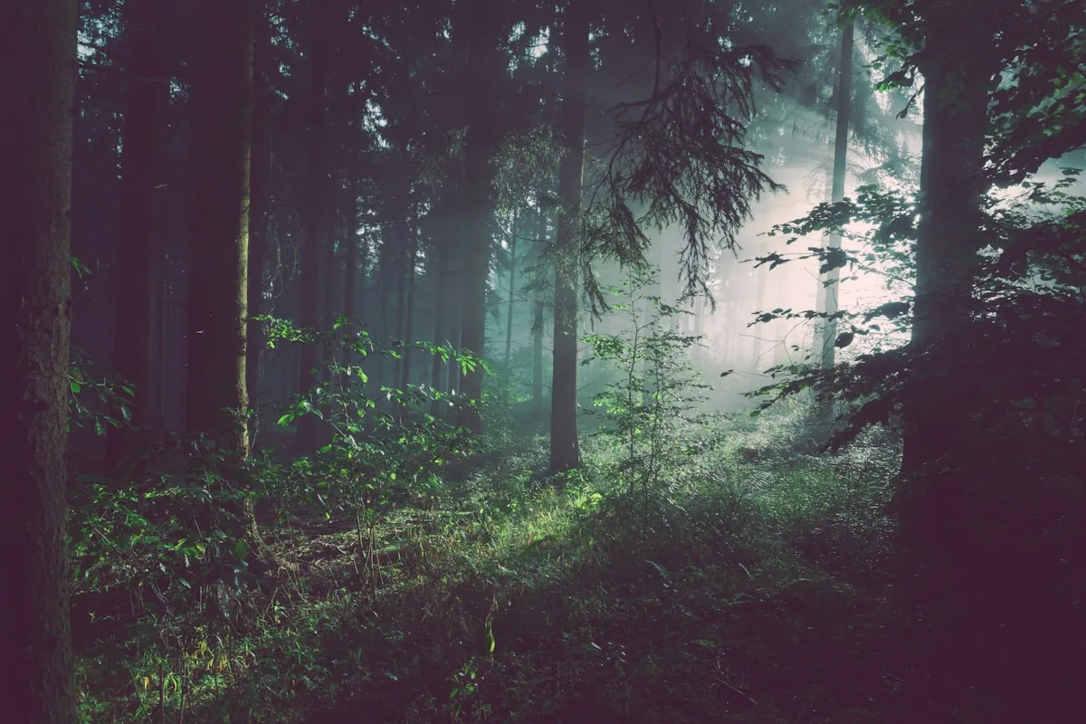 Path through a sustainably managed forest for wood-pulp fiber context