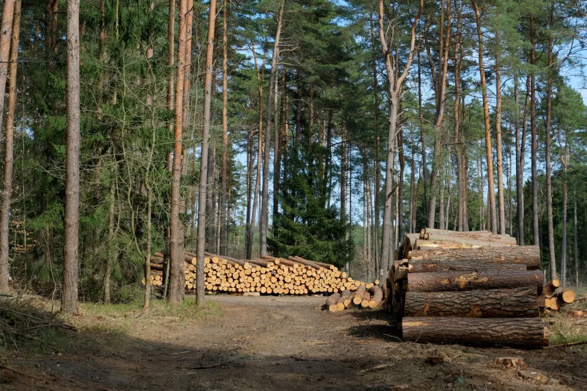 Harvested timber logs in a managed forest representing wood pulp fiber source